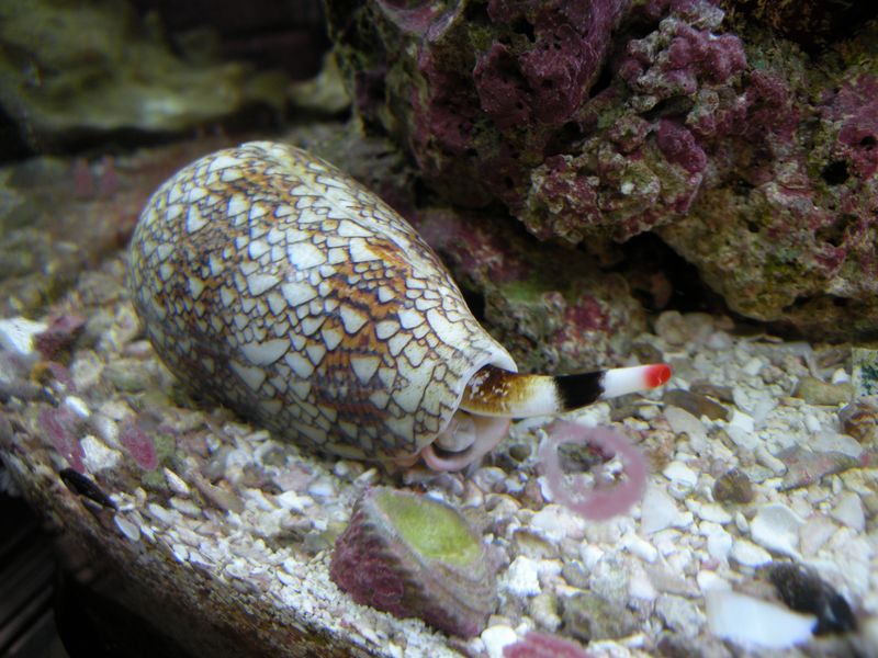 Cone Snails