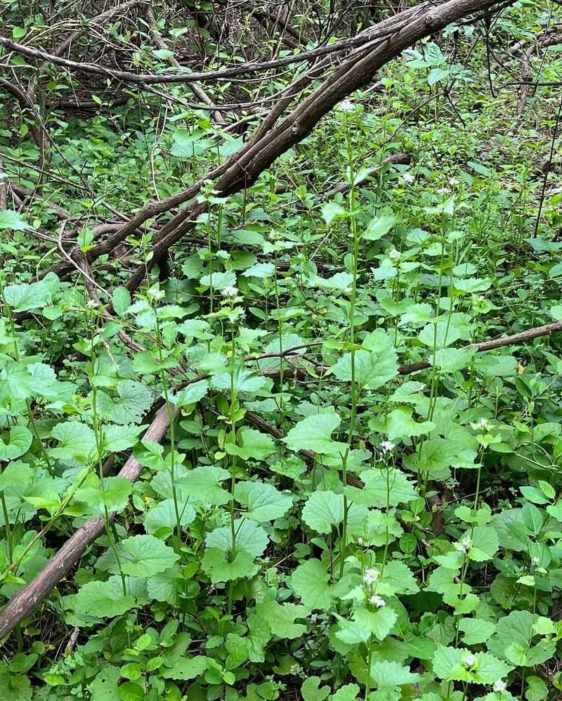 Garlic Mustard