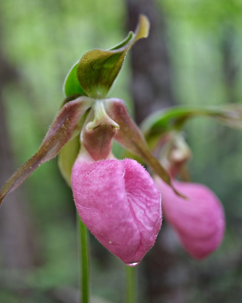 Pink Lady's Slipper Orchid