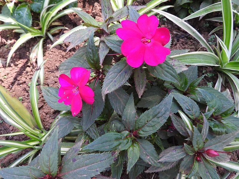 Impatiens (Especially New Guinea Types)
