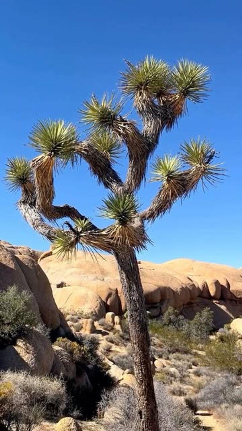 Joshua Tree For Iconic Desert Landscaping