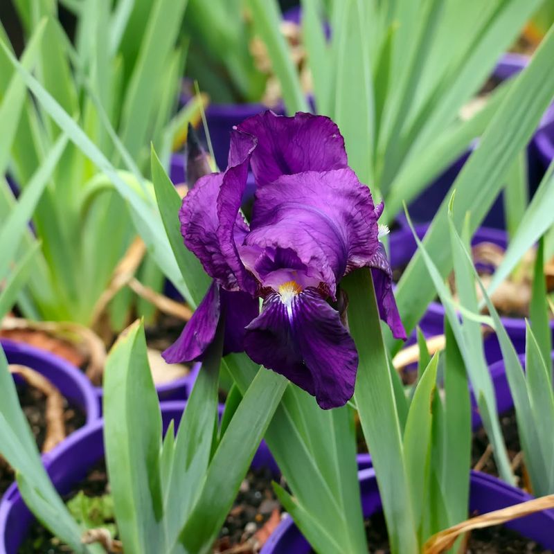 Iris Germanica (Bearded Iris)