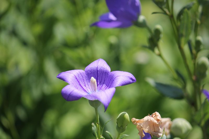 Balloon Flower (Platycodon)
