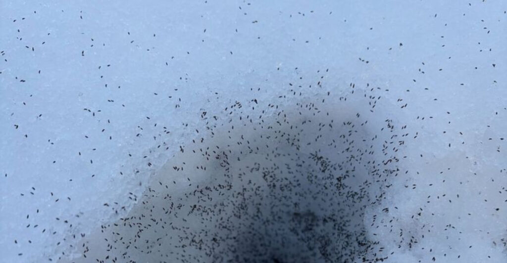 Snow Turtle Insect Vermont Gardeners Keep Spotting These Small Insects In The Snow