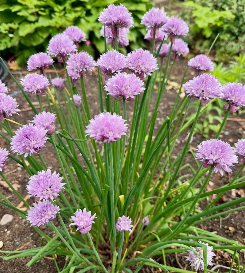 Start With Healthy Clumps Or Divisions