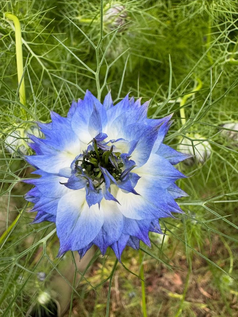 Nigella: Love-in-a-Mist With Feathery Charm