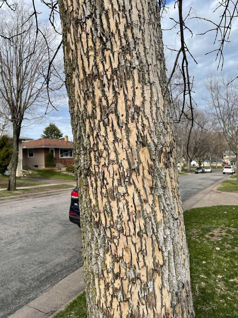 Increased Ash Tree Decline During Summer