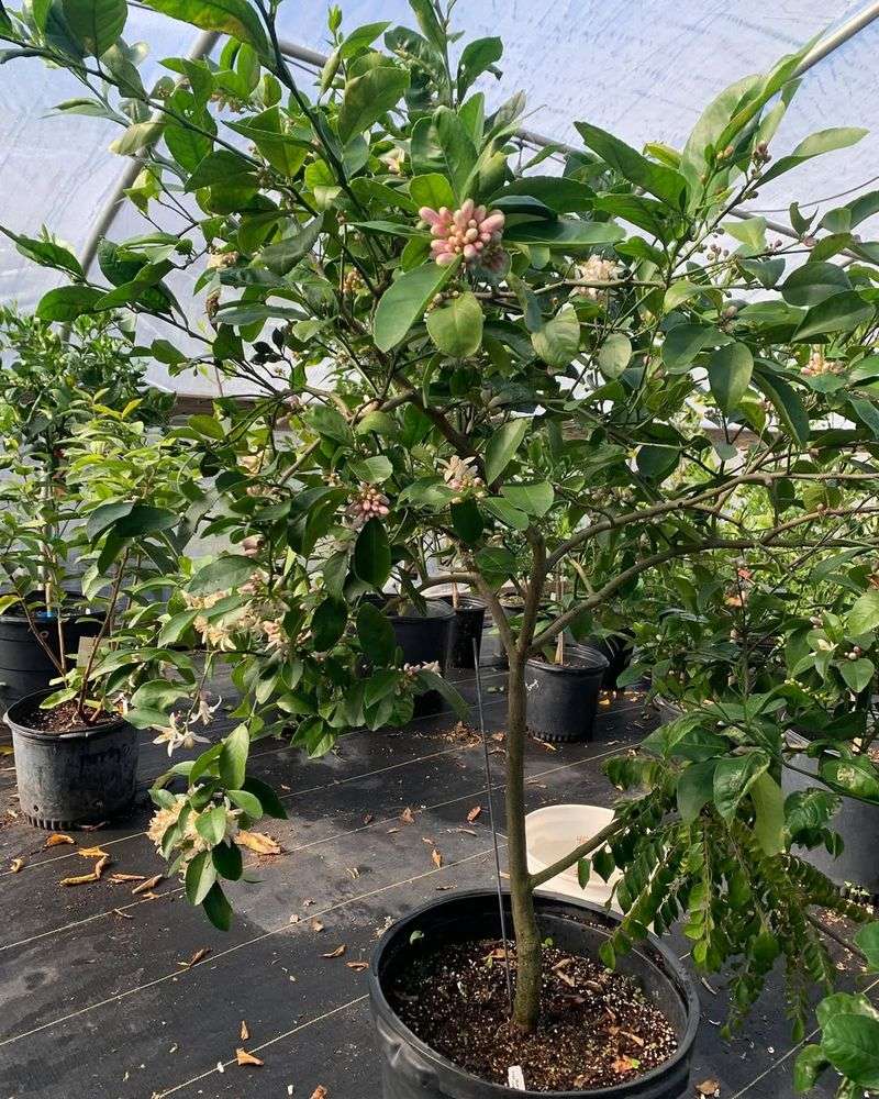 Citrus In Large Pots