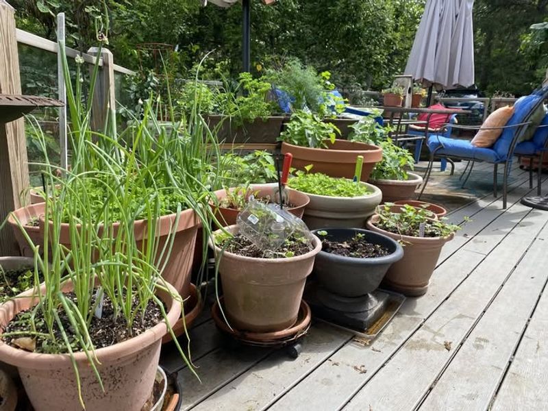 Container Gardening on Patios