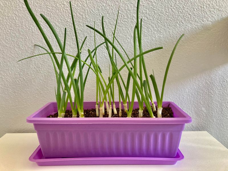 Self-Watering Container Systems