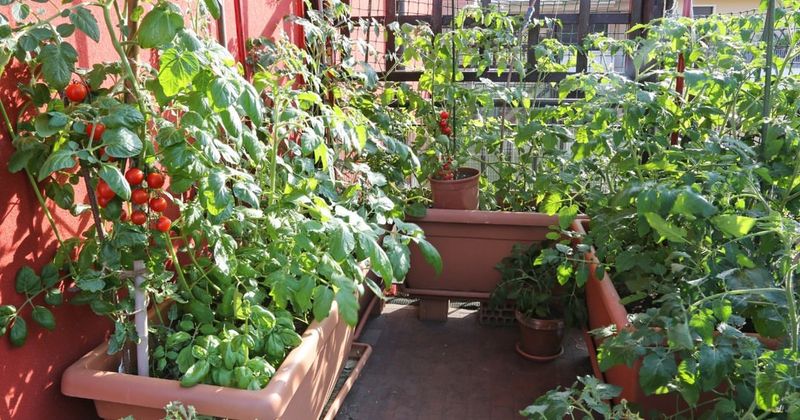 Container Vegetable Gardens