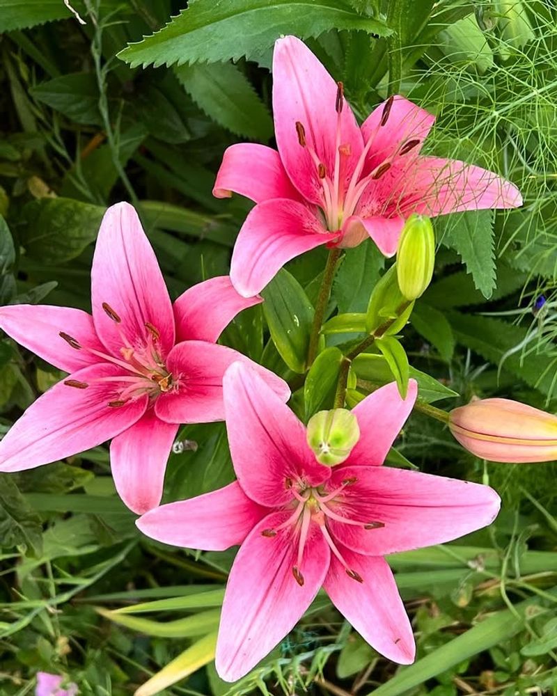 Lilies That Can Be Deadly For Cats