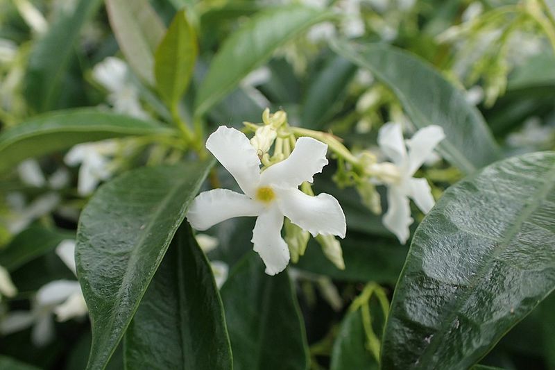 Confederate Jasmine (When Used As A Hedge)
