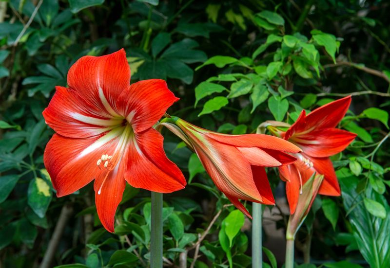 Amaryllis