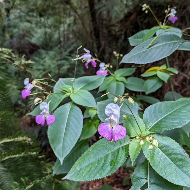 Impatiens (Non-Native Types)