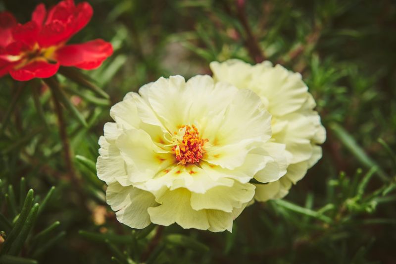 Portulaca (Moss Rose)