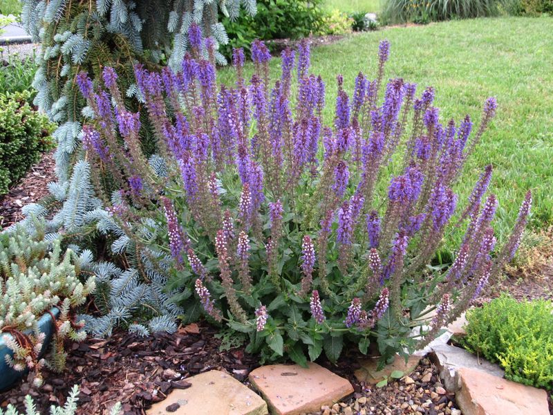 Russian Sage Falling Apart Mid-Season