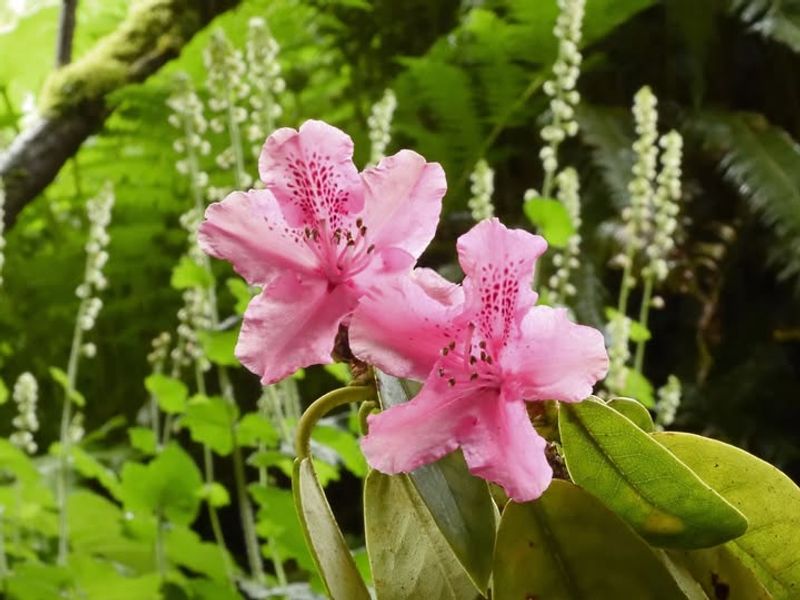 Pacific Rhododendron