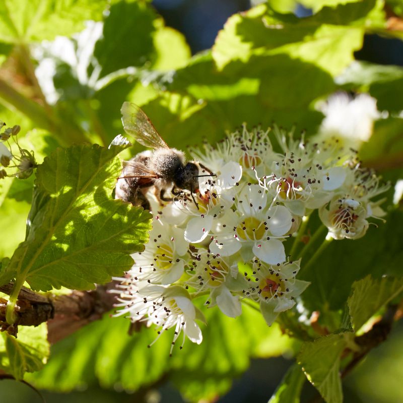 Pacific Ninebark (Physocarpus capitatus)
