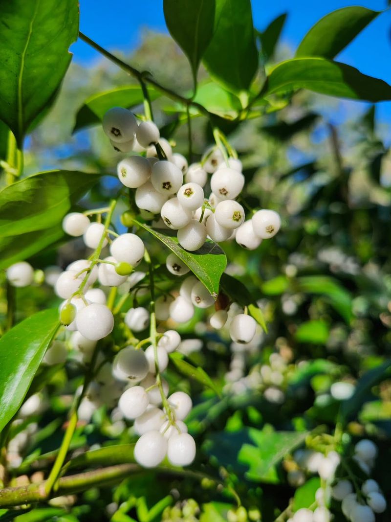 Snowberry For Wildlife And Hard-to-Grow Spots