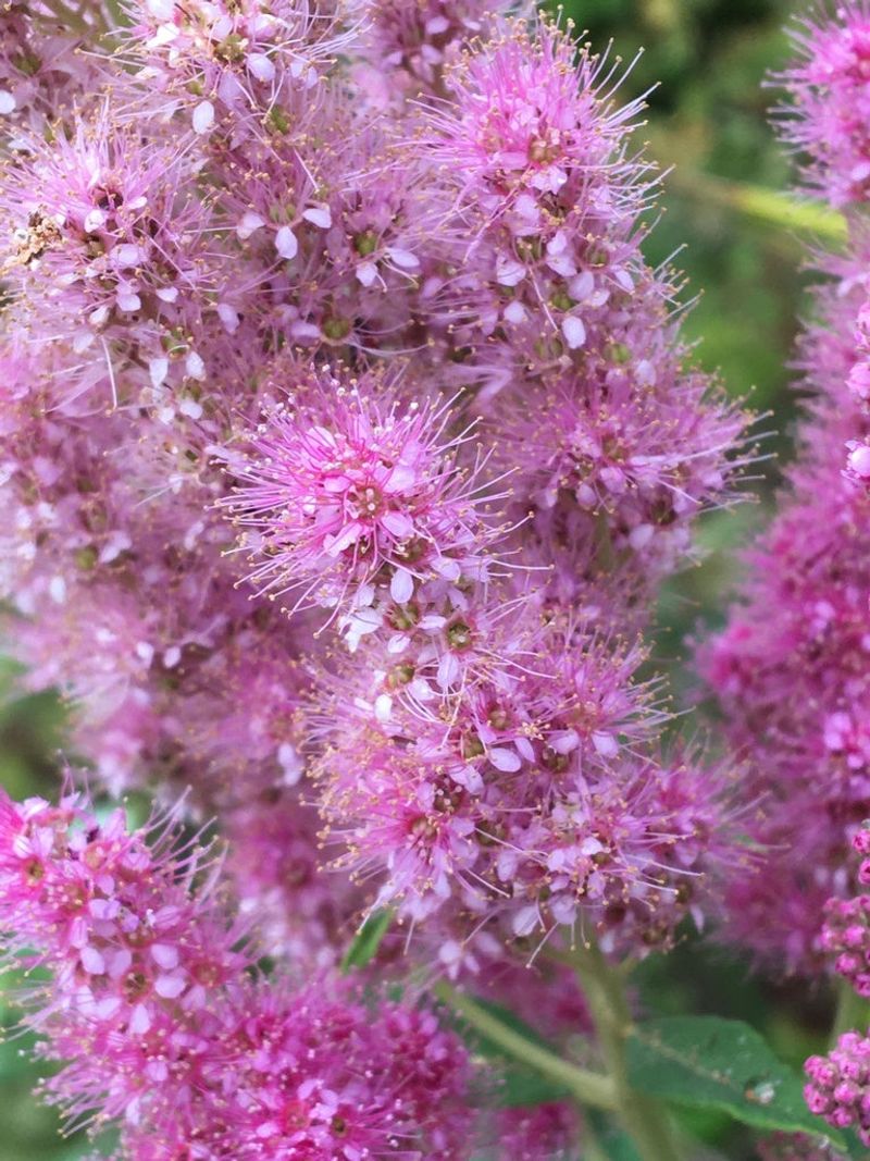 Douglas spirea (Spiraea douglasii)