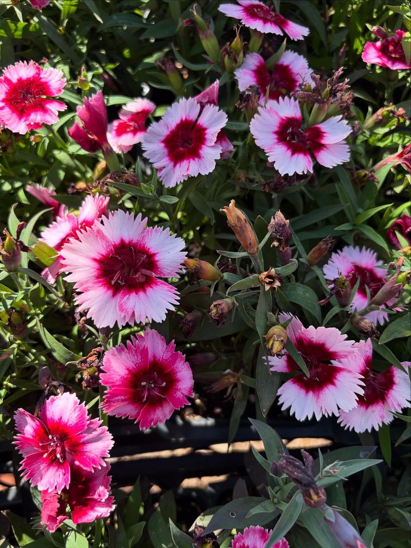 Dianthus