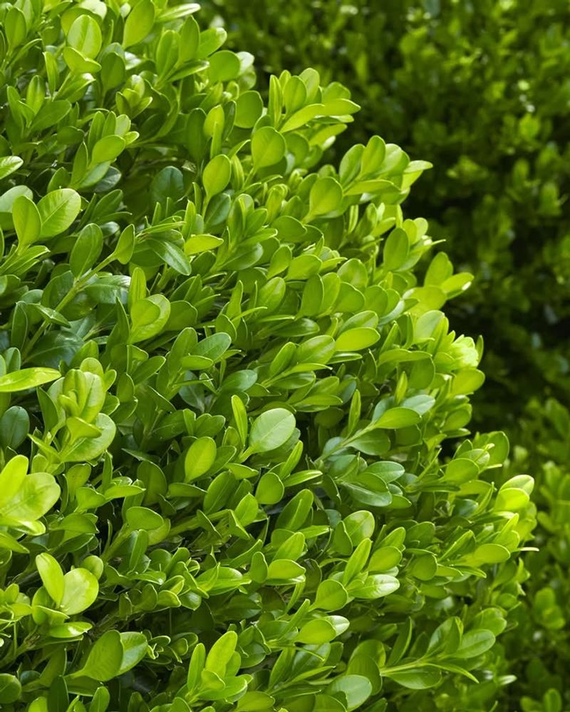 Boxwood