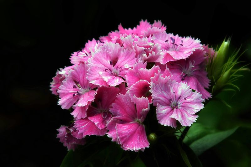 Dianthus