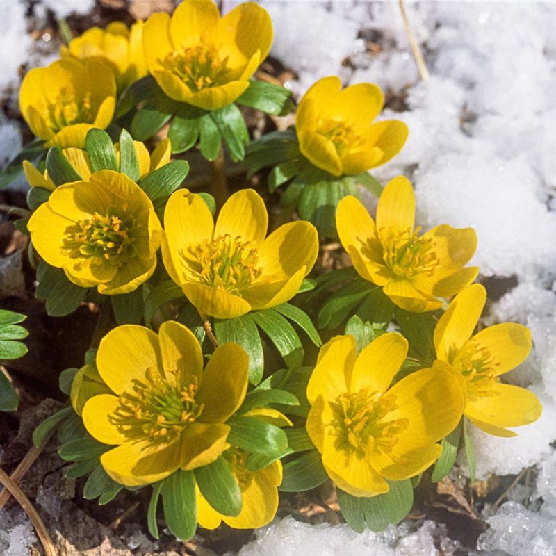 Winter Aconite
