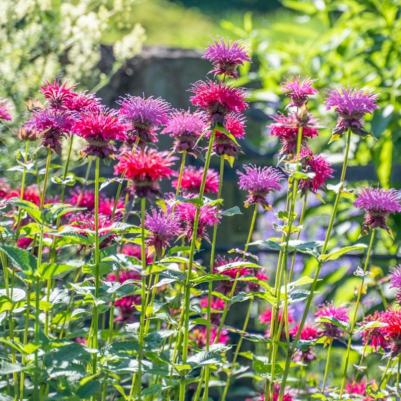 Bee Balm (Monarda)