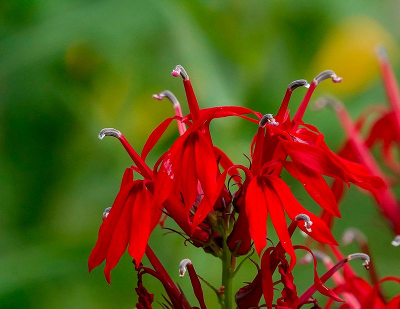Cardinal Flower