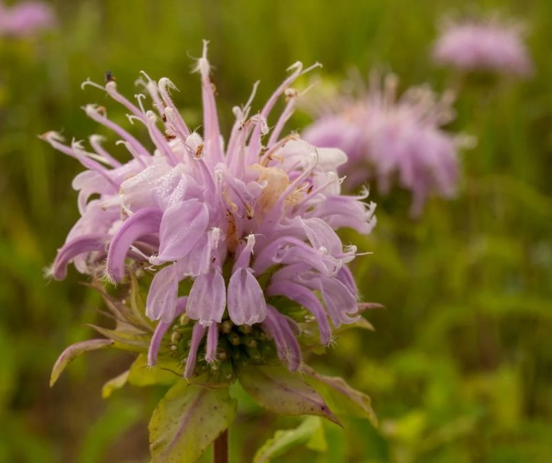 Wild Bergamot
