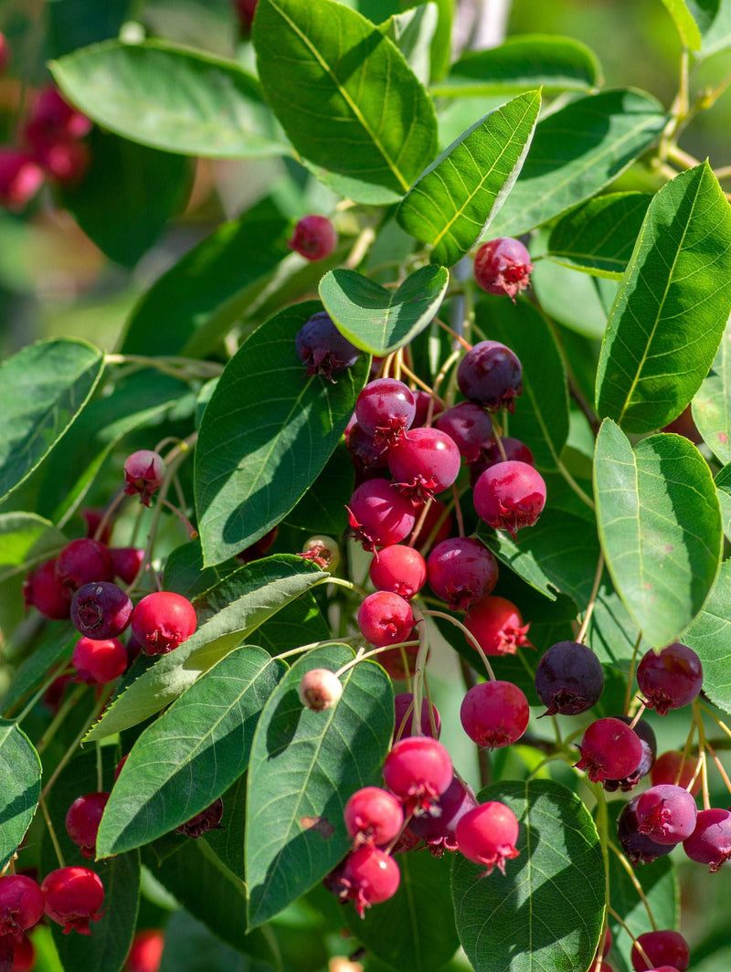 Serviceberry