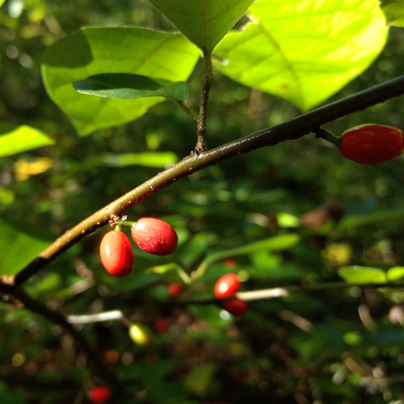 Spicebush