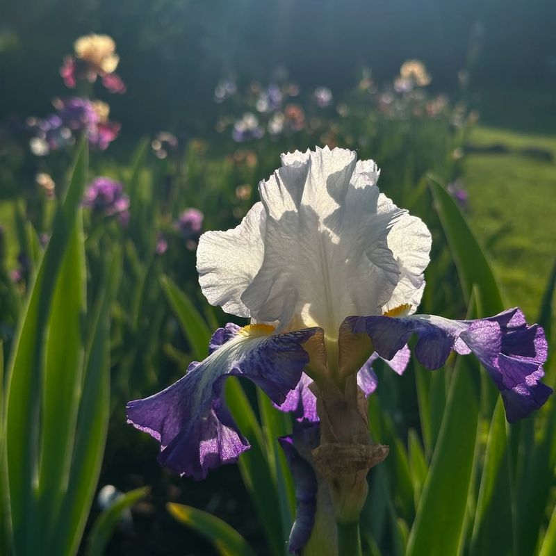 Plant In Full Sun For Best Blooms