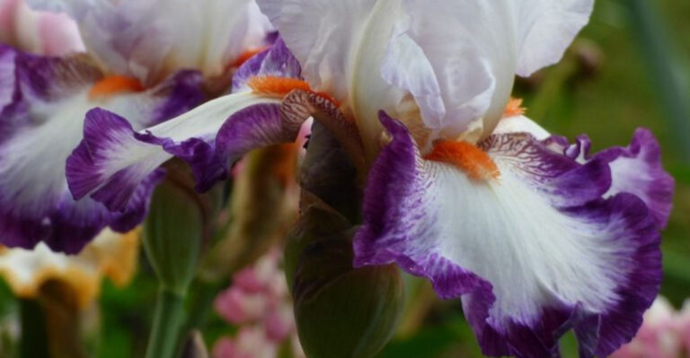 iris flowers