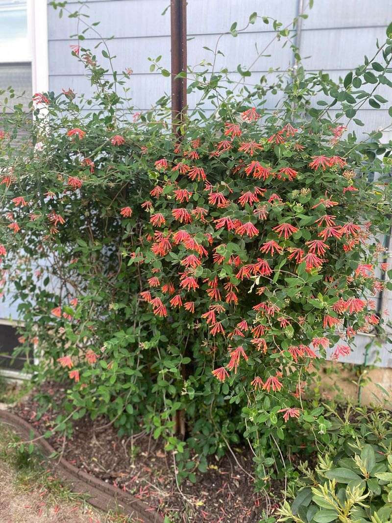 Coral Honeysuckle (Lonicera sempervirens)