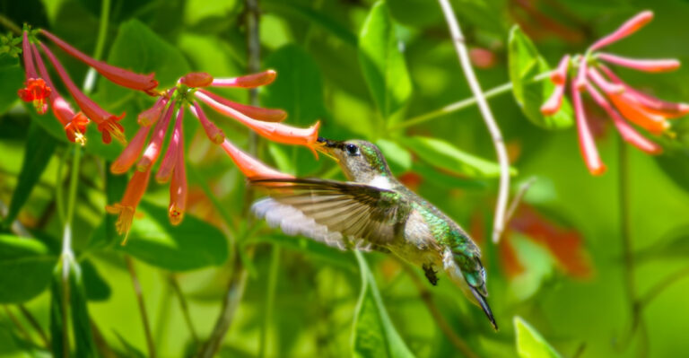 Honeysuckles (featured image)
