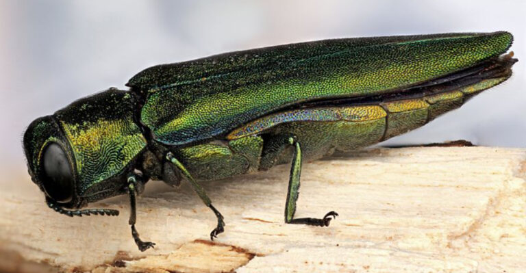 bug (featured image)