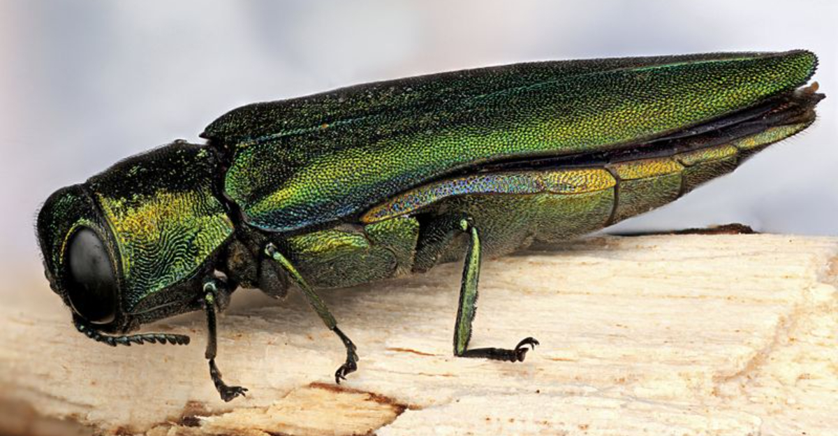 bug (featured image)