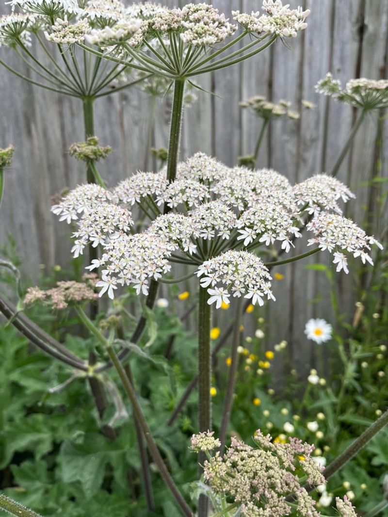 Giant Hogweed