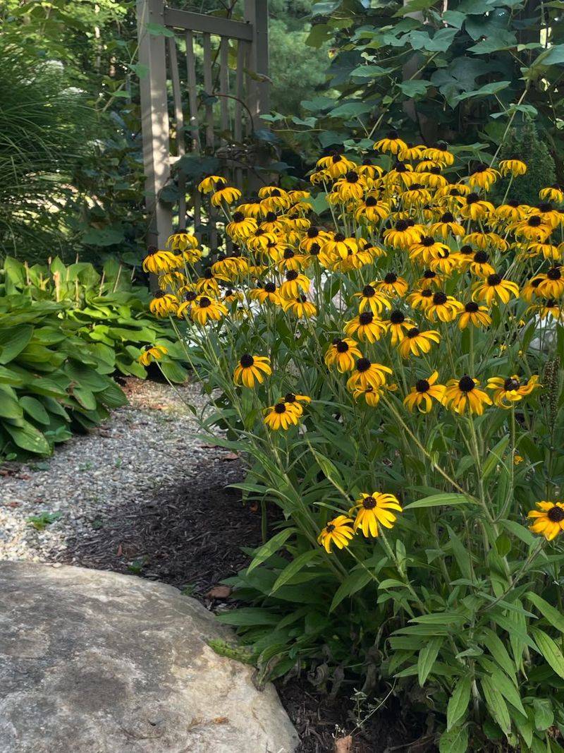 Morning Sun And Afternoon Shade Change Plant Performance