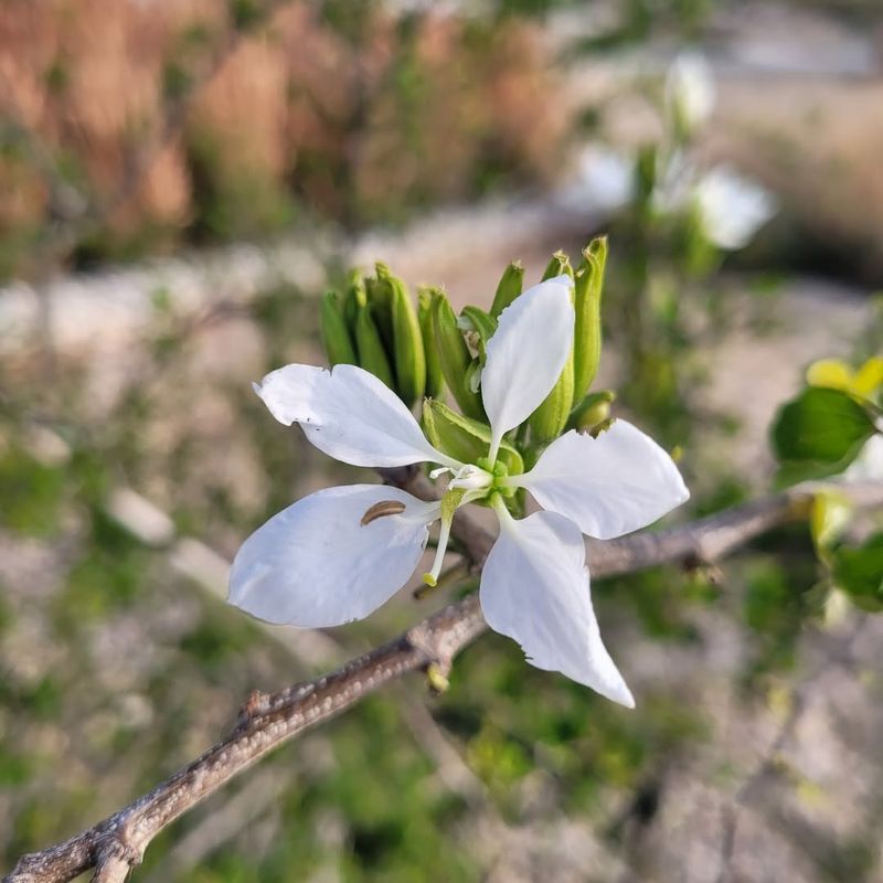 Anacacho Orchid Tree