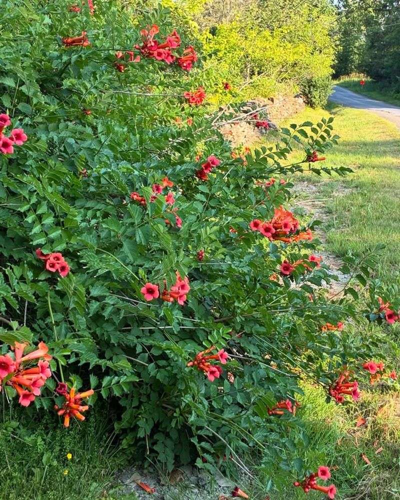 Trumpet Vine (Campsis Radicans)