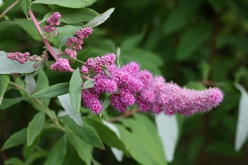 Spiraea