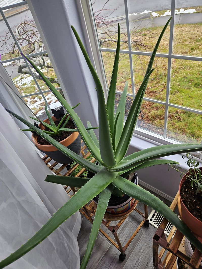 Establish A Proper Watering Schedule