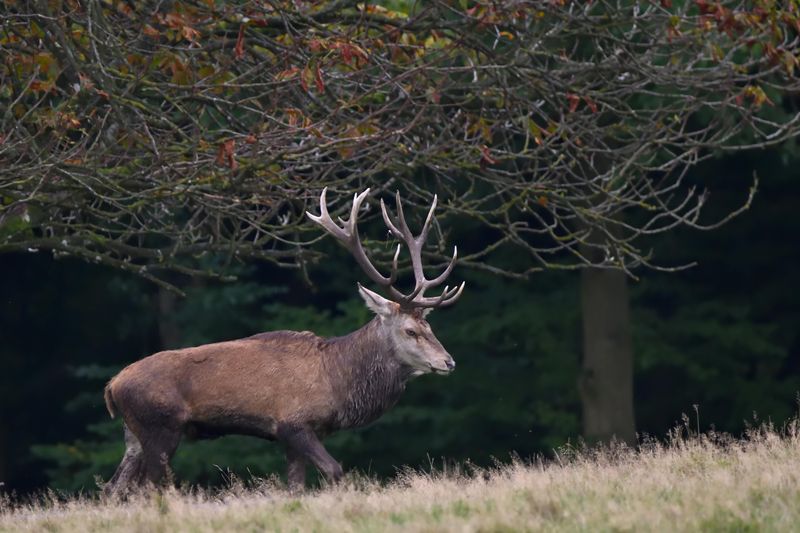 Educate Your Family And Neighbors About Deer Safety