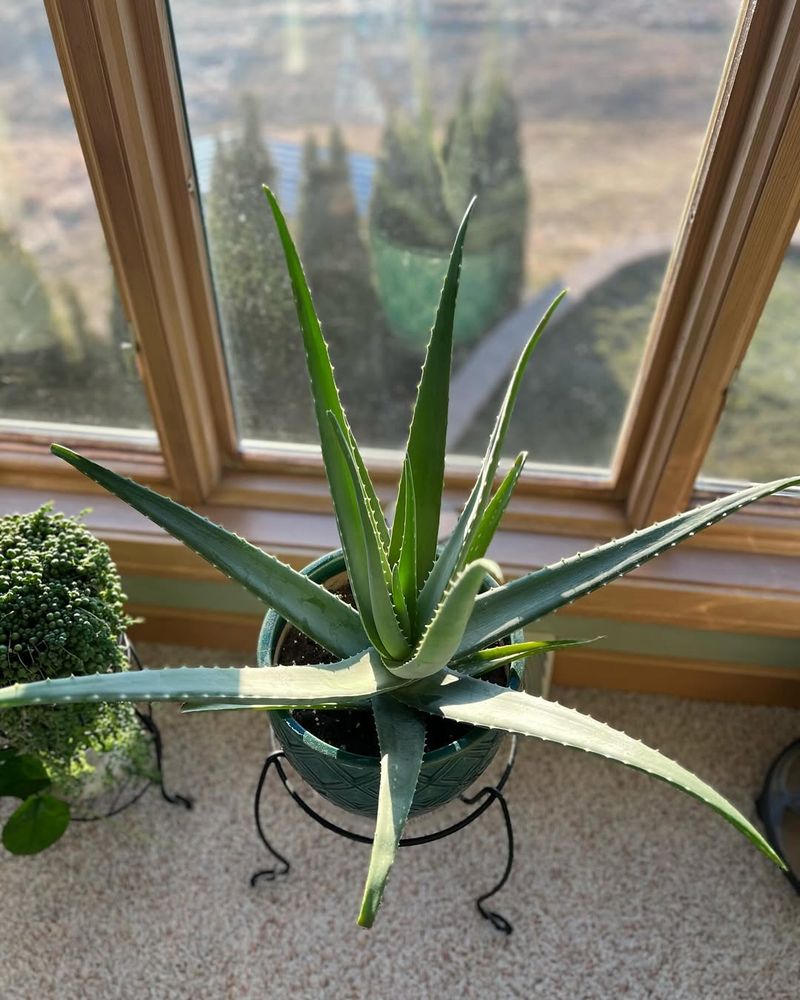 Acclimate To Full Sun Gradually