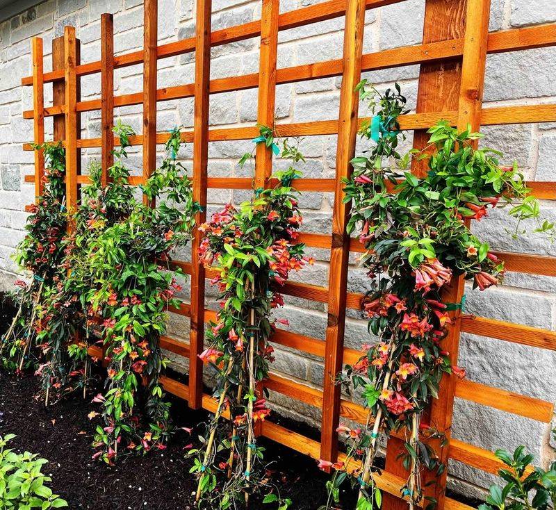 Trellis Panels For Fast-Growing Vines