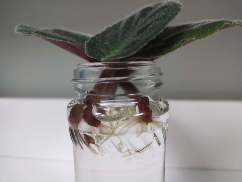 African Violet Leaves
